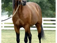 Horse (M), Standardbred — photo 3