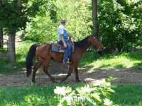 घोड़ा, Standardbred — फ़ोटो 7