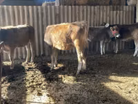 Kuh, Swiss cattle — Foto 4