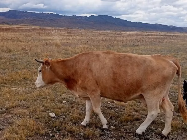 بقرة, Latvian Blue cattle