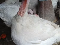 بيغ 6 — الصورة 7