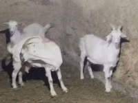Ziege, Saanen goat — Foto 3