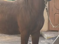 Hengst, Soviet Heavy draft — Foto 2