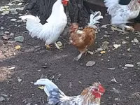 Japanese Bantam — photo 4