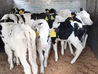 Rinder (Partie, Geschlecht nicht angegeben), Russian Black pied cattle — Foto 3