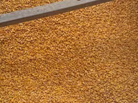 Porumb cu librare acasa 4,40 lei/kg — foto 2