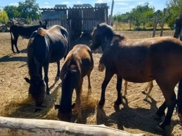 Yegua, Caballos