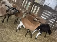 Ram, Cameroon sheep — photo 3