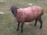 母羊, Sheep — 照片 1