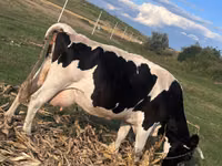 Vaca, Raza de vaca — foto 3