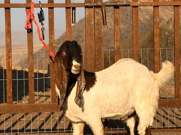Cabro, Gulabi goats
