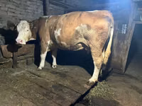 بقرة, Simmental cattle — الصورة 3