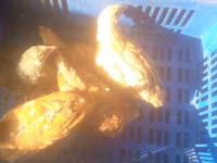 Chickens — Foto 4