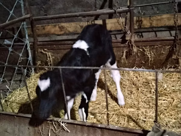 Vaca, Russian Black pied cattle