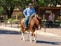 حصان, Mule — الصورة 7