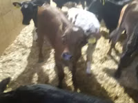 Toro, Vaca Limousin — foto 6