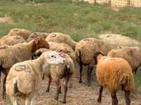 Sheep, Apsheron sheep — photo 1