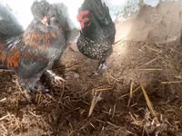 Japanese Bantam — photo 8