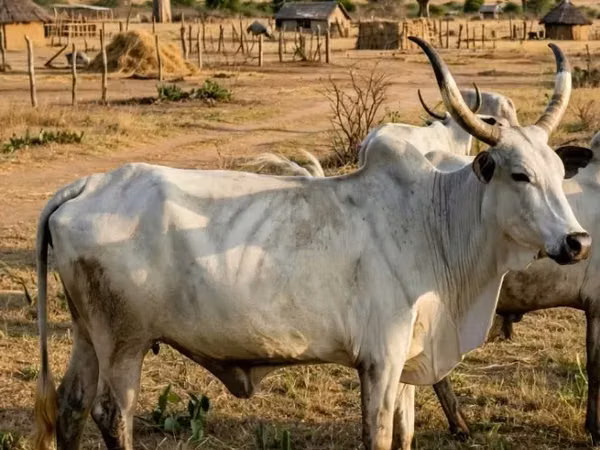 Vaca, Brahman