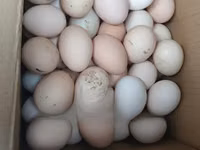 Shamo chickens — photo 3