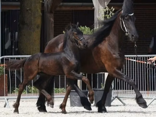 公马, Friesian