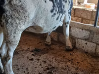 Cow, Holstein breed — photo 1