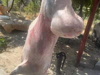 Ram, Rhon sheep — photo 4