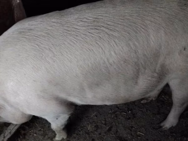Eber, Schweine