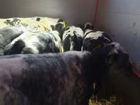 Rinder (Partie, Geschlecht nicht angegeben), Russian Black pied cattle — Foto 4