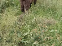 Cabras (lote, sexo no especificado), Cabras — foto 2