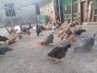 Chickens — फ़ोटो 8