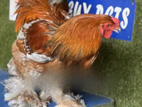Brahma — Foto 1