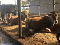 Vaca, Brown Latvian — foto 1