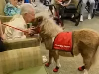 母马, Miniature horse — 照片 4
