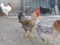 Chickens — photo 5