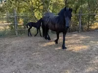 فرس, Friesian — الصورة 6
