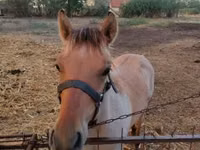 Hengst, Welsh Cob — Foto 5