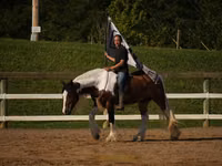 Hengst, Pinto horses — Foto 6