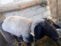 Carnero, Blackheaded Persian sheep — foto 2