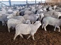 Schaf, Kuibyshev sheep — Foto 1