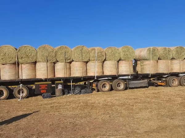 Eragrostis bales - Round / Big (For Sale)