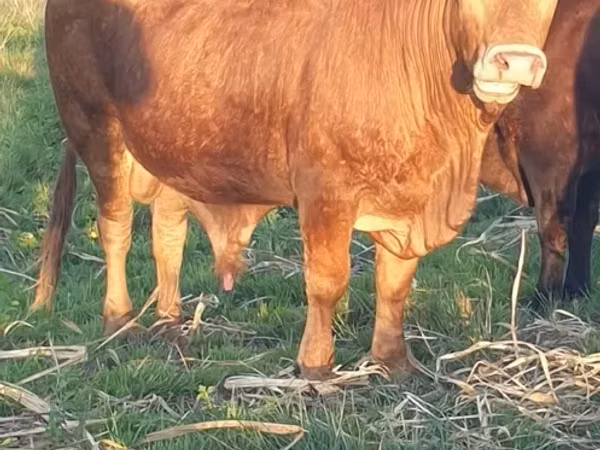 Bulle, Bonsmara