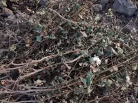 G'o'zapoya sotiladi — foto 4