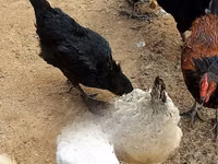 Chickens — foto 7
