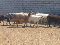 Widder, Ordabasy sheep — Foto 5