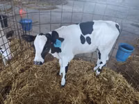 गाय, Swiss cattle — फ़ोटो 8