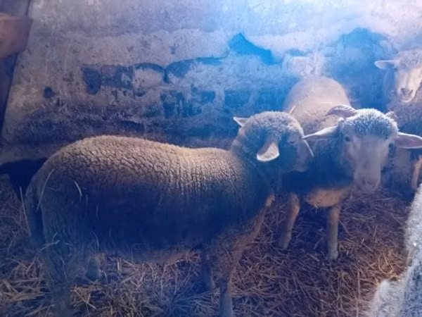 Sheep, Sheep