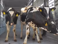 Vaca, Raza Holstein — foto 1