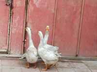 Geese — foto 2