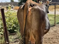 Cow, Cattle — photo 1